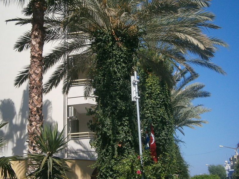 Sifalar Apart Hotel ألانيا المظهر الخارجي الصورة